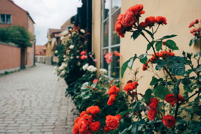 Close-up of red flowering plants