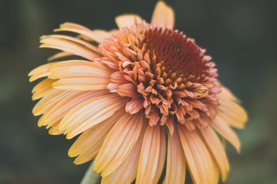 Close-up of flower