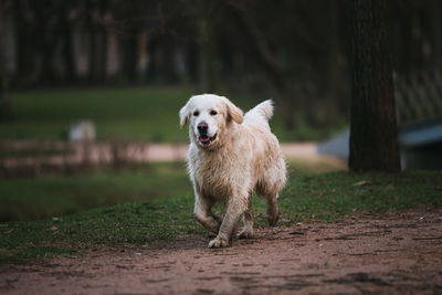 Portrait of dog running on field