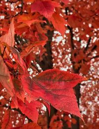 Close-up of maple leaves on tree