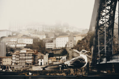 Seagull in a city