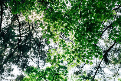 Low angle view of trees in forest