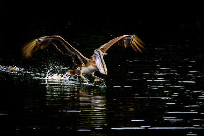 Birds flying over lake