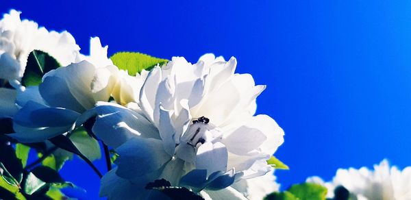 Close-up of white flowering plants against blue sky