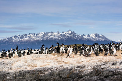 Penguins standing on field against sky during winter