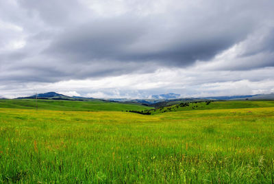 Scenic view of field against sky