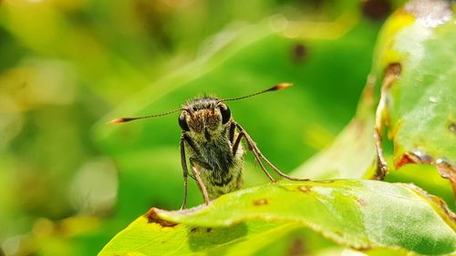 Close-up of butterfly on flower