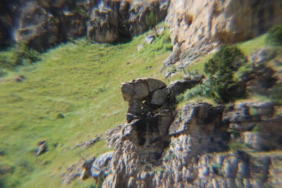 Close-up of sheep on tree