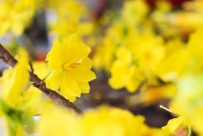 Close-up of yellow flowering plant