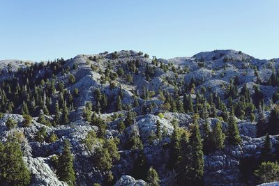 Trees on landscape against clear sky