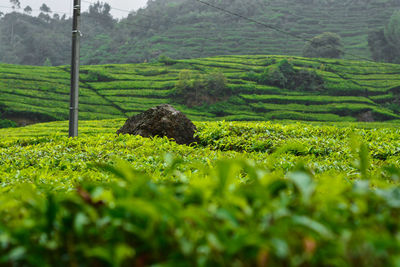 Scenic view of agricultural field