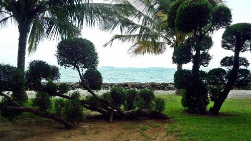 Palm trees by sea against sky