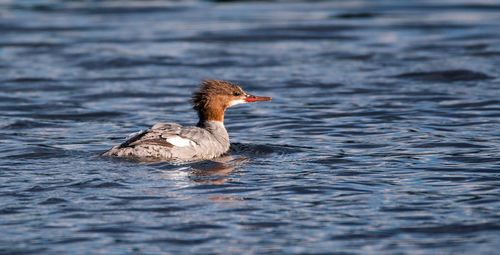 Bird swimming in lake