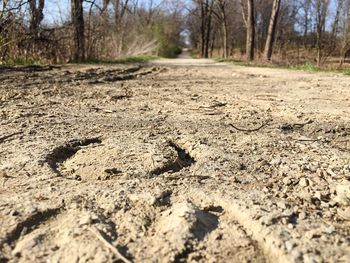 Road passing through forest
