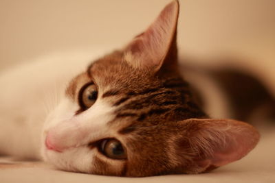 Close-up of cat looking away