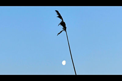 Low angle view of tree against sky