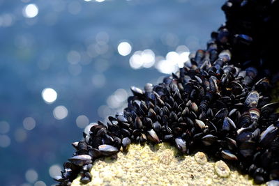 Close-up of pebbles on beach