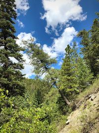 Low angle view of trees against sky