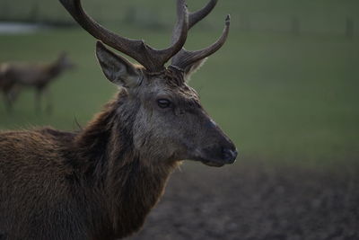 Close-up of deer on field