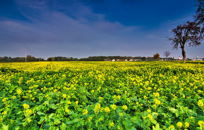 Scenic view of oilseed rape field against sky