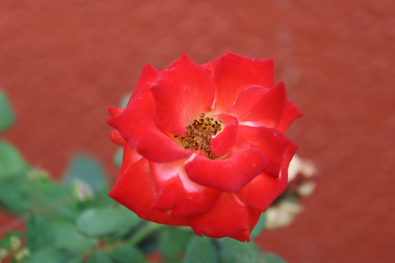 CLOSE-UP OF RED INSECT ON FLOWER