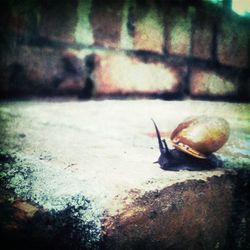 animals in the wild
