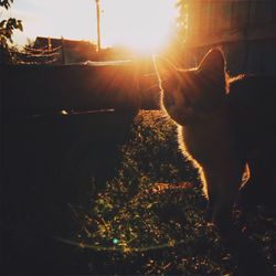 Silhouette cat against sky during sunset