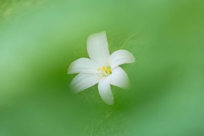 Close-up of white flower blooming against green background