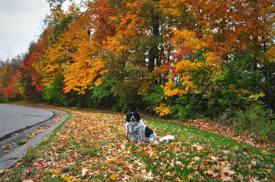 Dog on field against trees during autumn