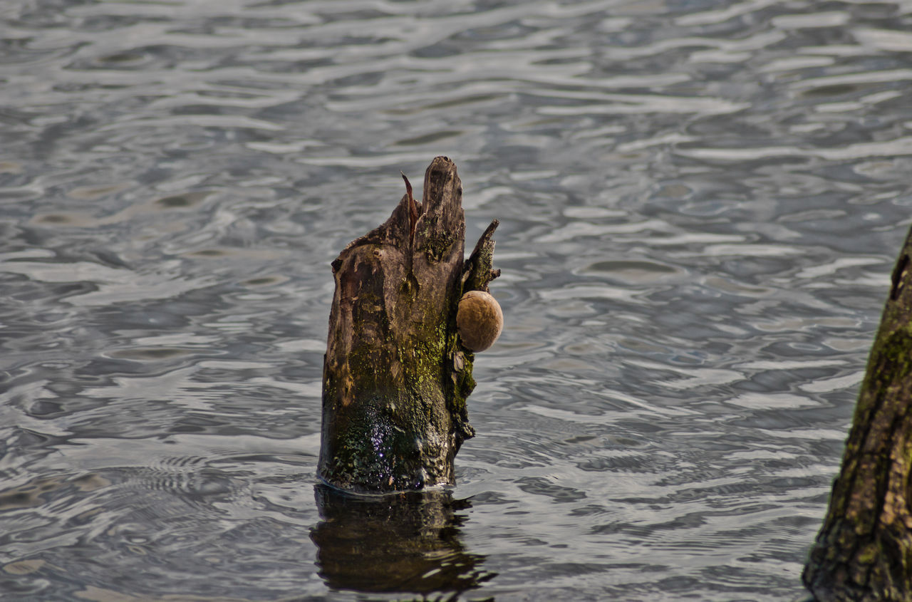 HIGH ANGLE VIEW OF LIZARD ON WOODEN POST