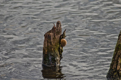 High angle view of snake on wooden post in lake