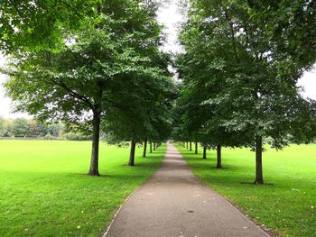 Trees in park