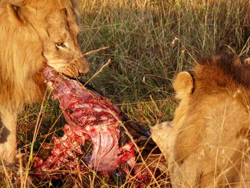 Lions eating meat