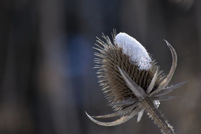 Close-up of plant against blurred background