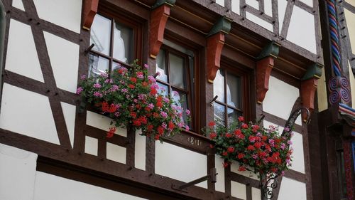 Low angle view of flowering plants on building