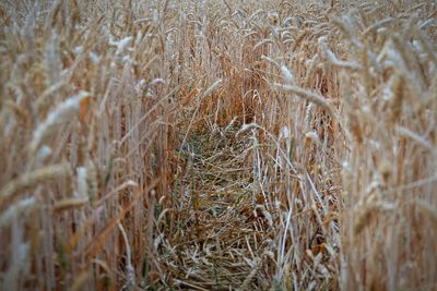 Full frame shot of hay bales on field