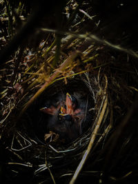 High angle view of baby birds in a nest