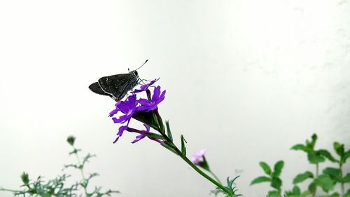 Close-up of insect on purple flower