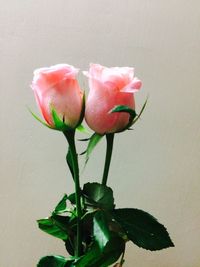 Close-up of pink flower