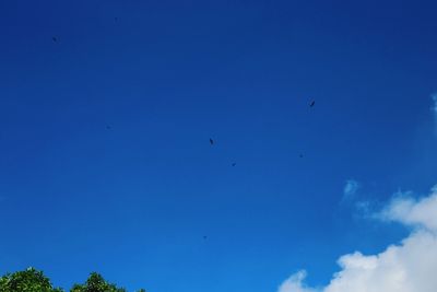 Low angle view of birds flying against clear blue sky