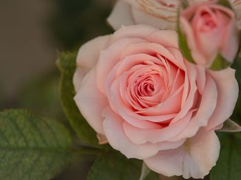 Close-up of rose bouquet