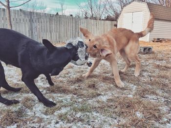 View of dogs playing on field