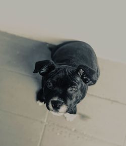 High angle portrait of black dog on floor