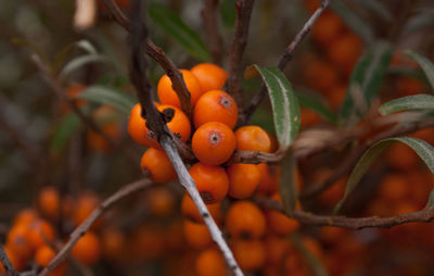 Close-up of leaves