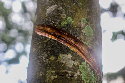 Close-up of lizard on tree trunk