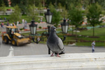 Pigeon perching on retaining wall