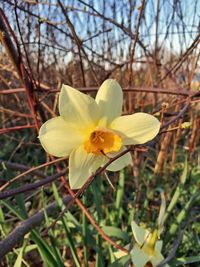 Close-up of yellow flower