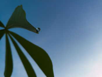 Low angle view of lizard against clear sky