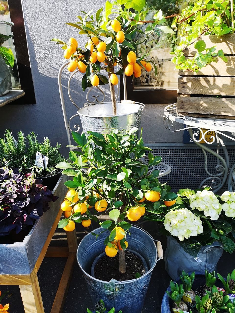 CLOSE-UP OF POTTED PLANTS ON TABLE IN YARD