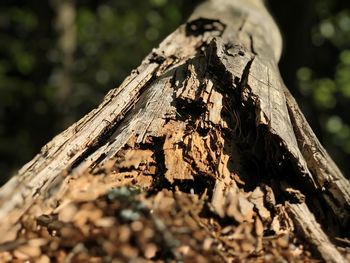 Close-up of insect on tree trunk